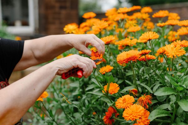 Dye-Garden-114-Aug23-photo-credit-CaroWeiss